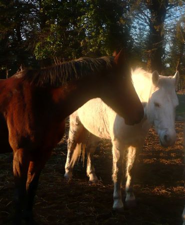 chevaux hiver