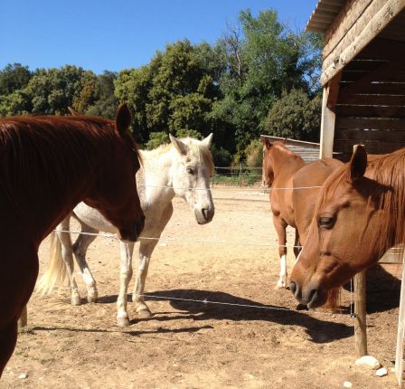 groupe chevaux