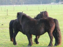poneys hollande1