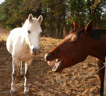 sagesse des chevaux 1